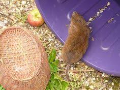 Le Campagnol Ou Rat Taupier Le Connaitre Ses Degats S En Debarrasser Racines Arbre Rats Et Jardins