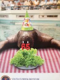 Bishop Museum Of Science And Nature Bradenton South Florida Museum Bradenton Snooty Turns 65 The Longest Living Manatee In Captivity South Florida Museum Manatee Animals Beautiful