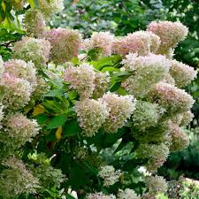 Image result for Julbernardia paniculata