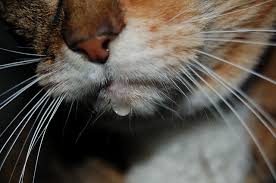 The most common type is called squamous cell carcinoma (scc). Why Is My Cat Drooling Healthy Paws Pet Insurance