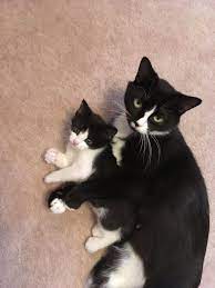 Pin By Cheyenne Roberts On Zabavnye Pretty Cats Cute Cats Gorgeous Cats