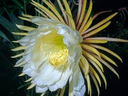 Night Blooming Cereus Queen Of The Night Hylocereus Undatus Southern Living Southern Living