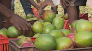La Mangue De Cote D Ivoire Abe Rts Youtube