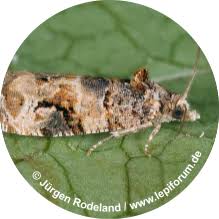 Image result for Lobesia botrana grapevine