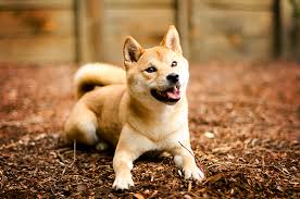 That brings our total billable rate up to $93.60 per hour. Five Things You Need To Know Before Starting A Pet Photography Business