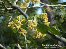 Image result for Pisonia aculeata