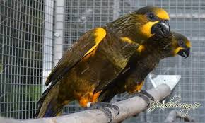 Bulu pada bagian dada lebih terang daripada prenjak jantan. 10 Jenis Burung Nuri Yang Dapat Dipelihara Dan Yang Dilindungi