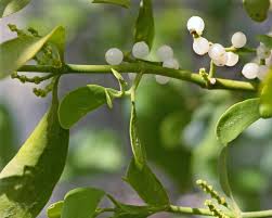 Image result for Viscaceae