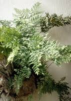 Image result for Cheilanthes viridis