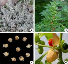 Image result for Withania