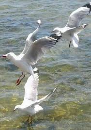 Pin By Cheryl Mickel On Gabbiani Beautiful Birds Wildlife Animals Birds Painting