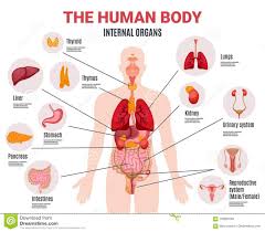 Picture Of Organs In The Human Body Total Human Body Organs 2020