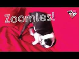 Ask A Dog Trainer Why Does My Dog Go Crazy After A Bath Iheartdogs Com Dog Trainer Hairy Dog Dog Zoomies