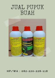 Asli 082 220 228 118 Jual Pupuk Untuk Memperbesar Buah Mangga Slawi Pupuk Untuk Pohon Mangga Buah Mangga Kesuburan