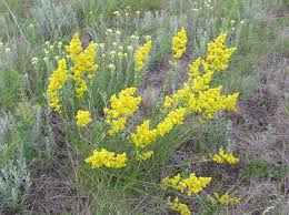 Image result for Galium verum