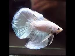 435 male halfmoon yellow dragon white platinum betta fish, 8.5 months old. Betta Fish White Platinum Delta Tail Male 514 Youtube
