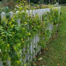 Image result for Cardiospermum halicacabum