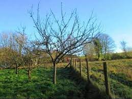 Fruit tree pruning usually starts the year after planting, such as with apples and pears that are pruned to a single leader, with staking as a key first step. How To Prune Established Apple Trees Youtube