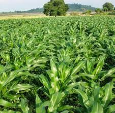 Berikut adalah cara menanam jagung yang bisa anda lakukan sendiri! 12 Cara Menanam Jagung Bisi 2
