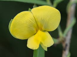 Image result for Vigna luteola