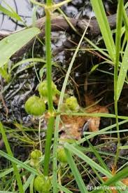 Image result for Alismataceae