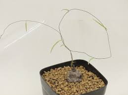 Image result for Ipomoea lapathifolia