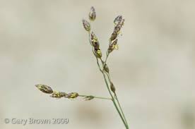 Image result for Coelachyrum