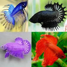 Fish guide for siamese fighting fish, betta splendens, betta profile with fish pictures, description and information, betta fish care, diet, habitat and fish diseases, tank in their wild form, the siamese fighting fish is dull green and brown in color and it has a stout elongated body with short rounded fins. Beautiful Betta Fish Save Our Green