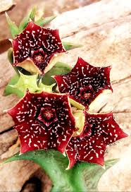 Image result for Orbea carnosa