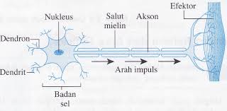 Koordinasi badan t4 latihan koordinasi badan t4. Koordinasi Badan Sains Tingkatan 4
