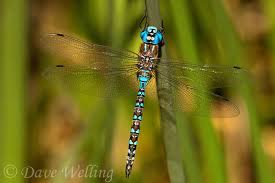 Black And Yellow Dragonfly California Blue Dragonflies Of California Google Search Nature Images Dragonfly Nature Photography