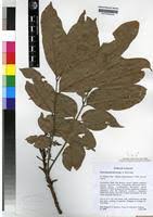 Image result for Pseudospondias