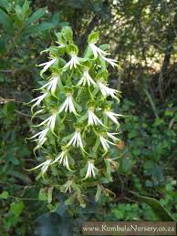 Image result for Bonatea