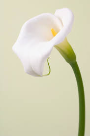 Maybe you would like to learn more about one of these? My Calla Lilies Are Wilting