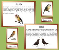 Heimische Vogel Heimische Vogel Vogel Im Winter Heimisch