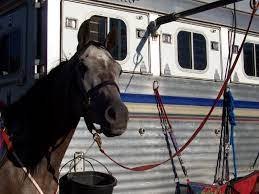 Trail Rite Products Horses Horse Trailers Horse Camp