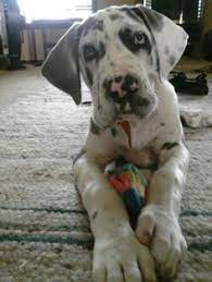 Great dane puppies for sale. 57 Unique Great Danes Ideas Dane Great Dane Great Dane Puppy