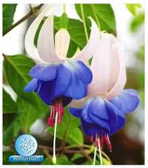 We did not find results for: Beautytalk Seeds Winter Hardy Fuchsias Garden Fuchsias Free Range Fuchsias Rare Giant Fuchsia Seeds Miniature Young Plants Hanging Fuchsias Flower Seeds For Balcony Garden 05 Buy Online In India At Desertcart In Productid