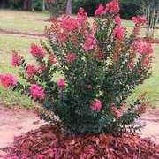 Best crape myrtles by size. Crape Myrtle 2 5 Feet Louisiana Nursery
