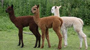 Image result for alpaca