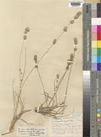 Image result for Eragrostis congesta
