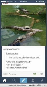 Silence Water Horse Funny Pictures Funny Cute Animals