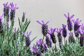 Image result for Lavandula dentata