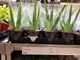 Maybe you would like to learn more about one of these? Ikea Charlotte On Twitter We Ve Got A Fantastic Selection Of Live Plants Right Now 2 5 Orchids 7 99 4 Aloe Vera 4 99 And Succulents 3 49 Https T Co 10vezcqq55