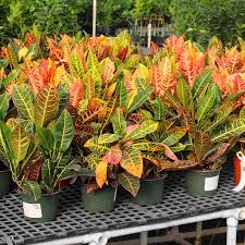 Image result for Croton triqueter