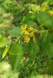 Image result for Grewia flavescens