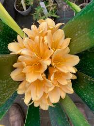 Image result for Clivia miniata