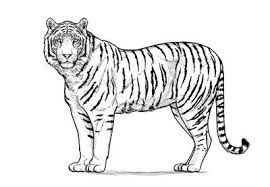 How To Draw A Tiger Tiger Drawing Tiger Sketch Tiger Drawing Tutorial
