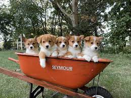 These pembroke welsh corgi puppies are friendly & energetic. Mn Country Corgis Home