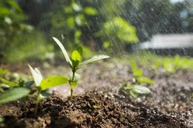 We did not find results for: How To Make And Maintain Fertile Soil